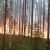 В ХМАО горят леса в черте города. ФОТО