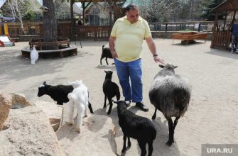 зеленая альтернатива вместо яблока