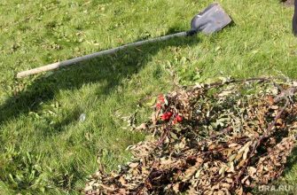 Курганец изнасиловал пенсионерку