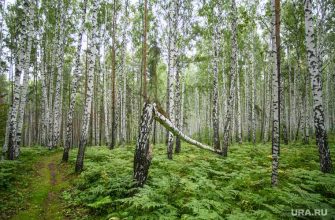 Парки и скверы Екатеринбурга застройка лес