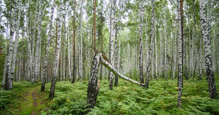 Парки и скверы Екатеринбурга застройка лес