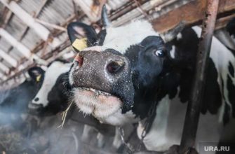 загрязнение окружающей среды ЯНАО