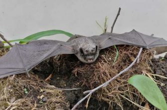 где в России обитают летучие мыши коронавирусы