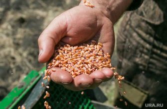 урожай Курганская область