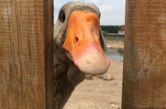 курганская набережная