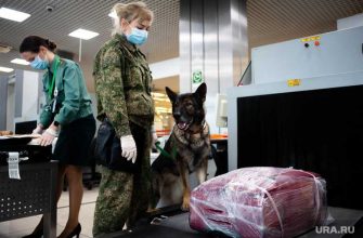 статистика коронавирус Свердловская область поездки за рубеж