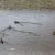 Тюменец ловит уток на крючок в городском пруду и продает. Видео