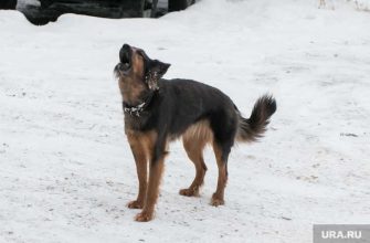 Шурышкарский район ЯНАО нарушения проверки скандалы