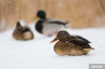 Тюменская область Тобольск Тюмень Ишим
