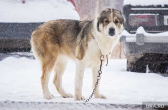 собаки загрызли ребенка