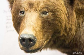 в Пермском крае мужчина пострадал от нападения медведя