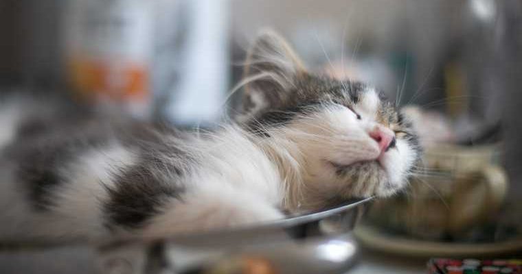 аллергия на кошек