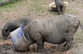Челябинская область Чебаркульский район охота минэкологии кабаны