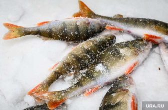 вспышки болезней