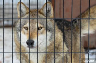 Ямалец вывел новую породу собак