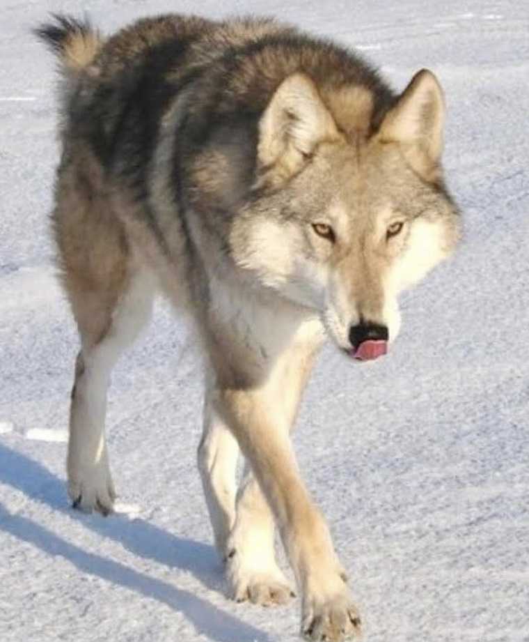Ямалец вывел новую породу собак — помесь с волками. Фото