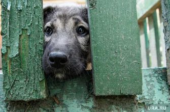 закон приют животные