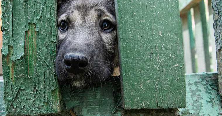 закон приют животные