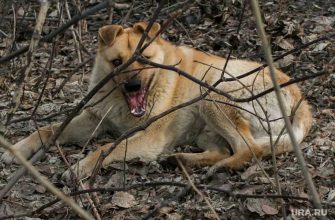 если укусила собака заявление