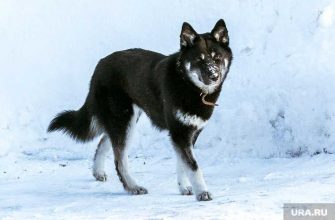После нападения собаки в ЯНАО началась массовая вакцинация
