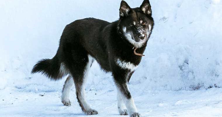 После нападения собаки в ЯНАО началась массовая вакцинация