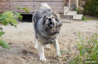 Дмитрий Погорелый