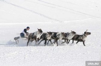 В селе Ямальского районае отменили День оленевода &mdash; Новый Уренгой и Казань свяжет больше авиарейсов &mdash; представительство Ямала в Москве ждет проверка &mdash; ямальский телеканал уходит в интернет. Все самые интересные и важные новости ЯНАО к утру 31 марта &mdash; в обзоре URA.RU: