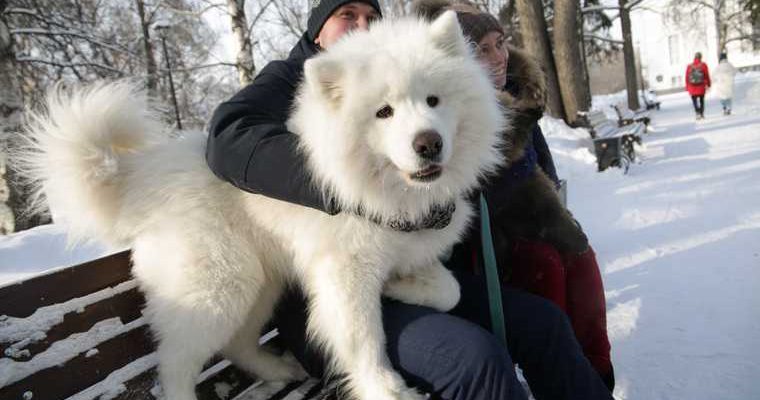 кошки