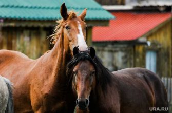 лошади в златоусте