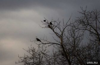 циклон погода ГИС-центр ПГНИУ