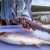 Депутаты Госдумы предложили способ снизить цены на рыбу