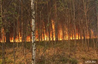 программа поздняков