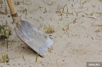 Курганская область