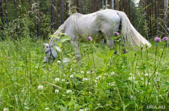 на девушку напали лошади