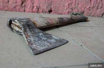 домашние животные