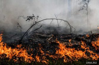 лесной пожар