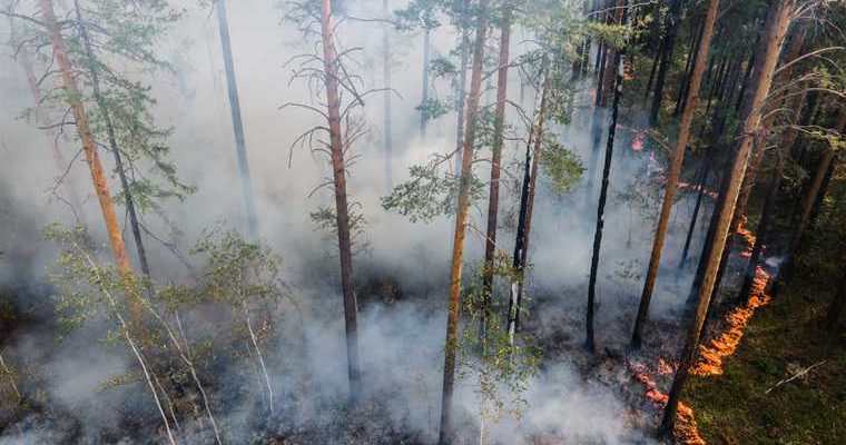 лесной пожар Лобаново Катайский район